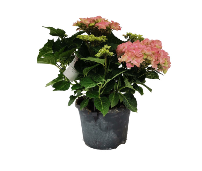HORTENSIA MACROPHYLLA ROSE