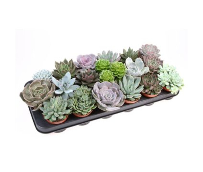 ECHEVERIA VARIES