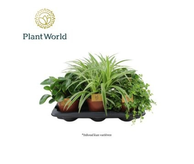 PLANTES VERTES VARIEES