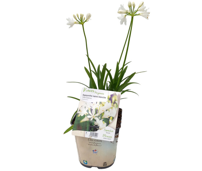 AGAPANTHE PETIT ESKIMO