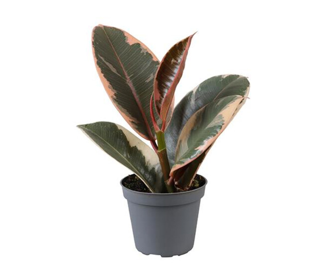 FICUS TINEKE