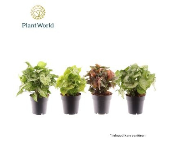 SYNGONIUM VARIE