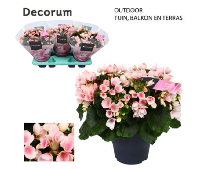 BEGONIA LICHT ROSE