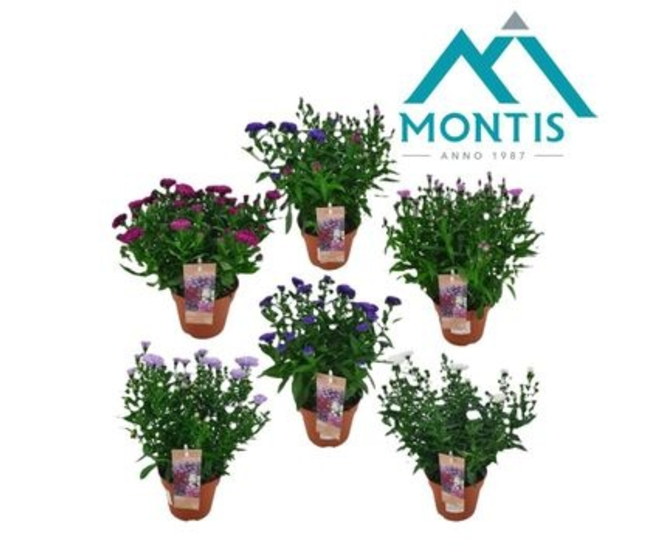 ASTER SHOWMAKER