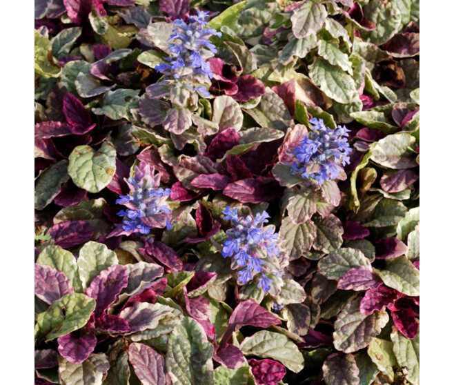 AJUGA REPTANS BURGUNDY GLOW
