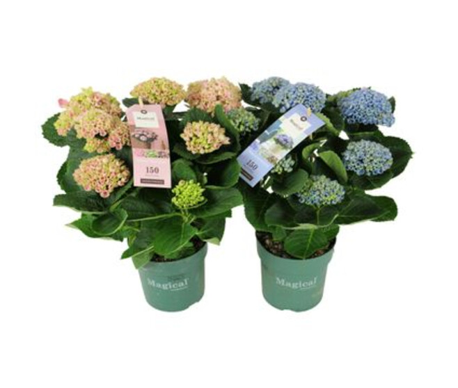 HORTENSIA 5FL+ MAGICAL VARIES