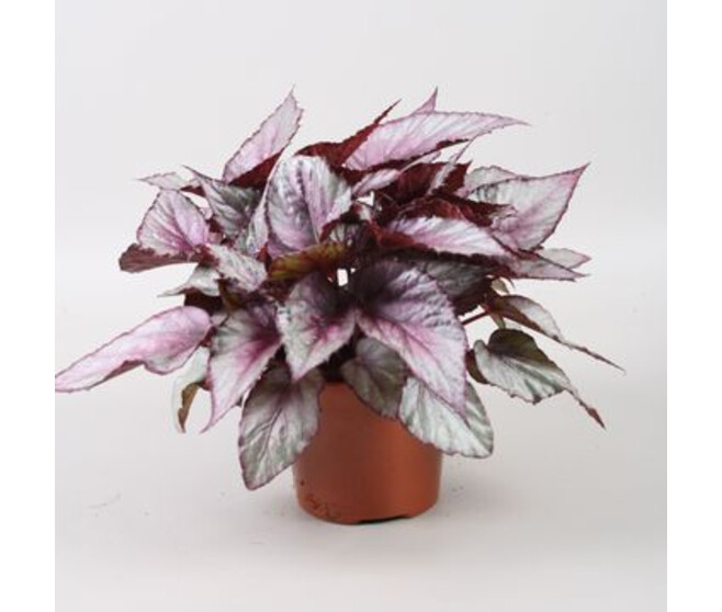 BEGONIA BELEAF MAORI HAZE