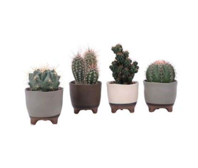 CACTUS VARIES CERAM