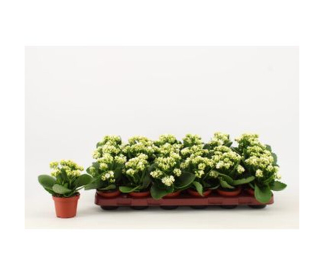 KALANCHOE FL DBLE BLANC