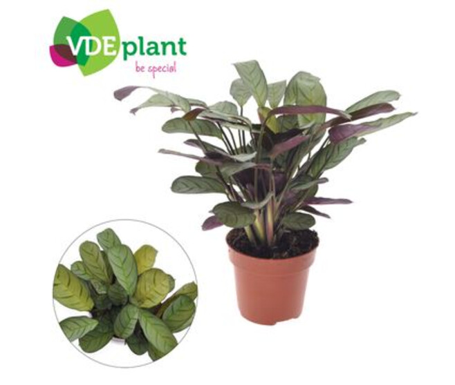 CALATHEA BURLE MARXII