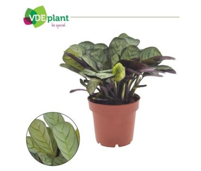 CALATHEA BURLE MARXII