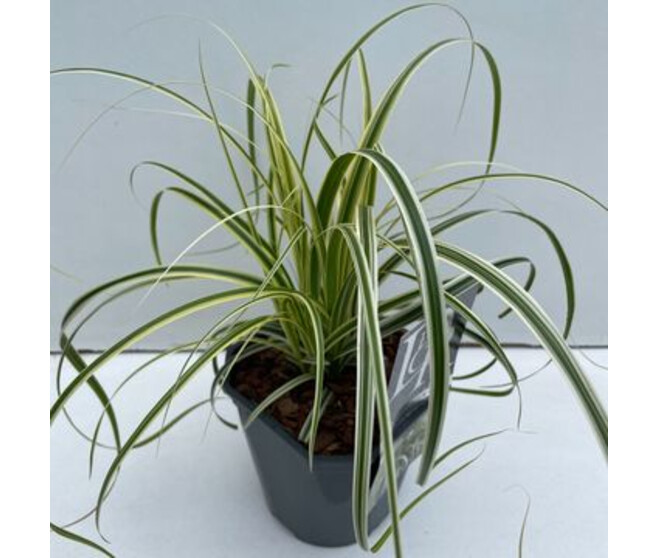 CAREX FEATHER FALLS