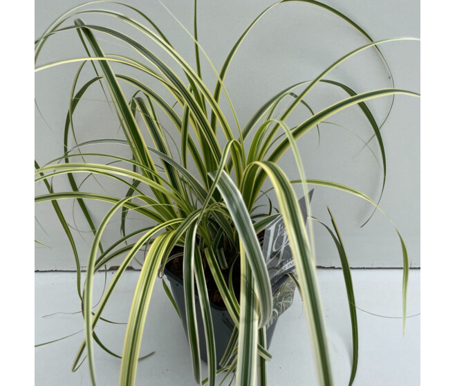 CAREX FEATHER FALLS