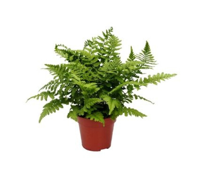 DRYOPTERIS AFFINIS CRISPA