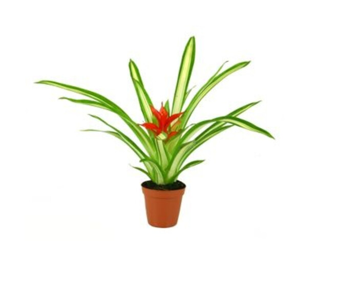 GUZMANIA WHITE LINE