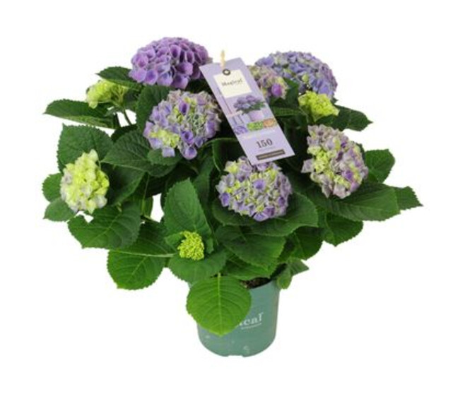 HORTENSIA MAGICAL BLEU 5FL