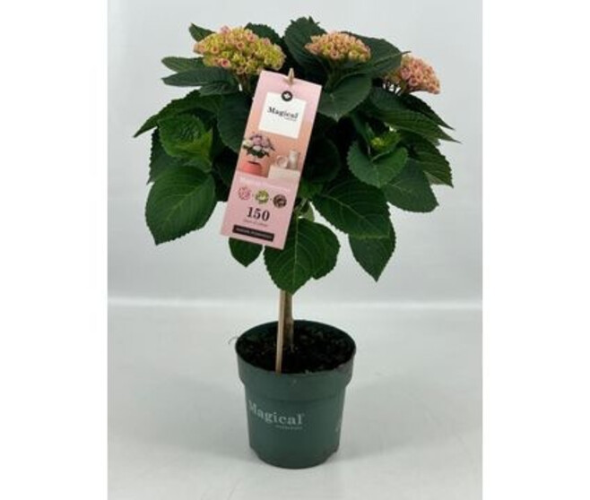HORTENSIA MAGICAL ROSE 5FL