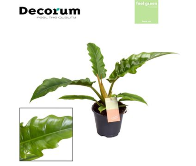 PHILODENDRON NARROW ESCAPE