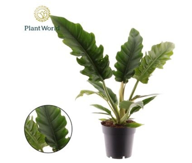 PHILODENDRON NARROW ESCAPE