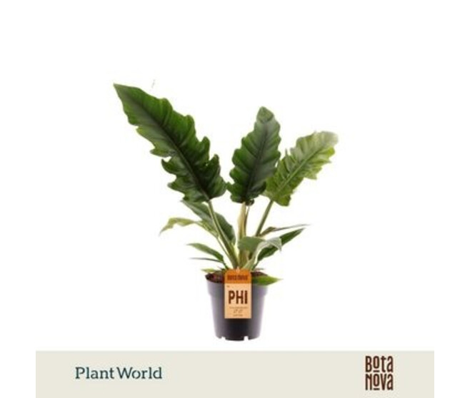 PHILODENDRON NARROW ESCAPE