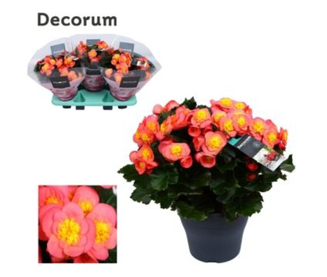 BEGONIA BELOVE PEACH