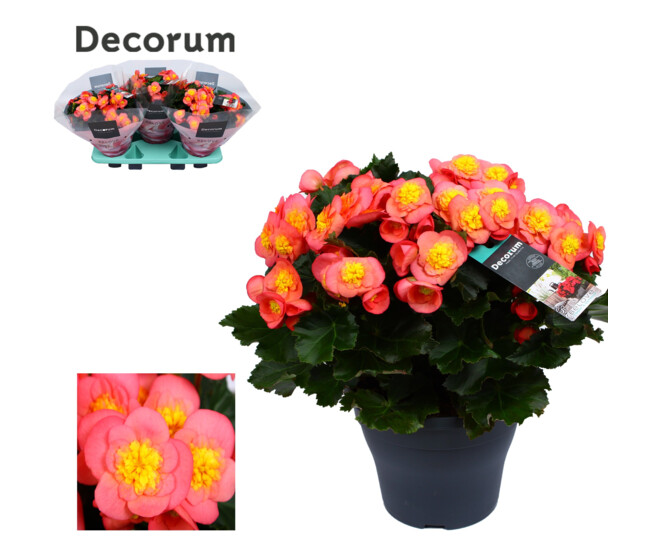BEGONIA BELOVE PEACH