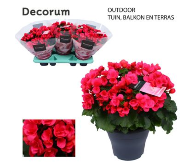 BEGONIA ROSE