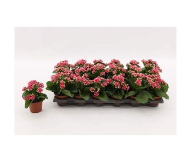 KALANCHOE WEAVER ROSE BLANC