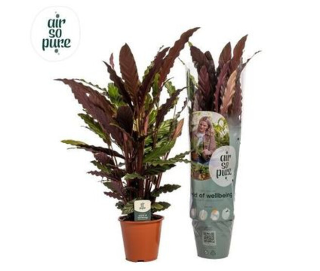 CALATHEA RUFIBARBA