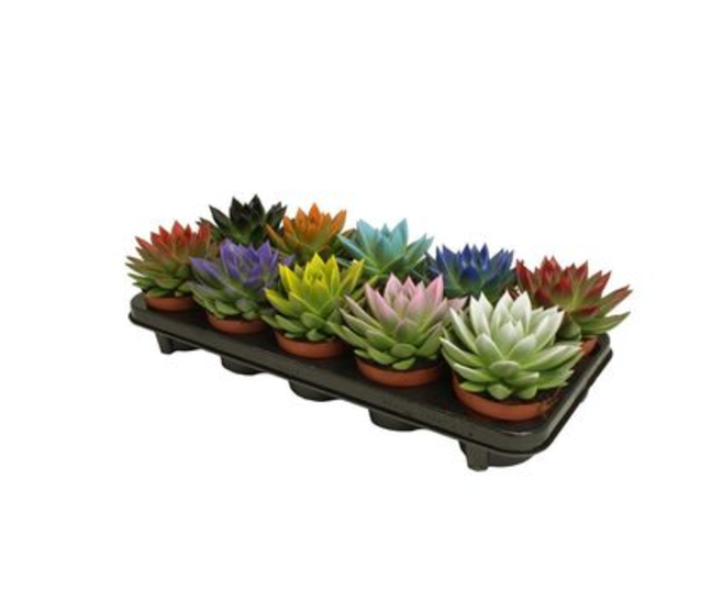 ECHEVERIA MIRANDA FESTIVAL