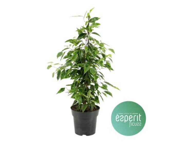 FICUS ANASTASIA
