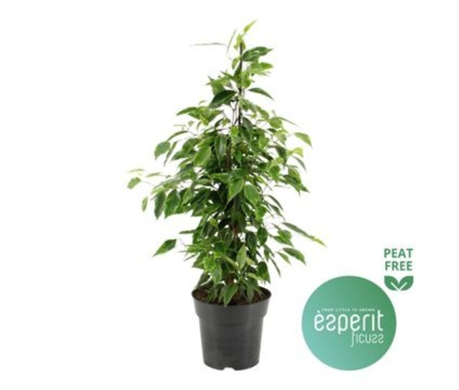 FICUS ANASTASIA