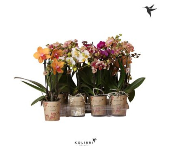 PHALAENOPSIS 3BR VARIE