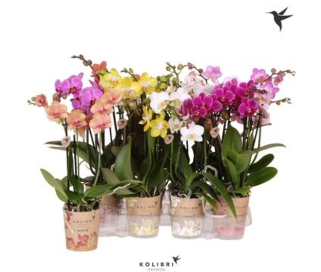 PHALAENOPSIS 3BR VARIE