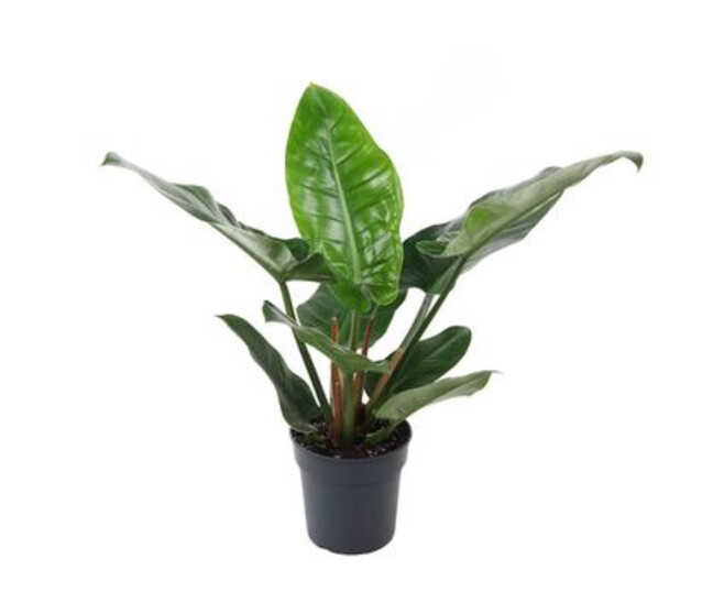 PHILODENDRON IMPERIAL QUEEN