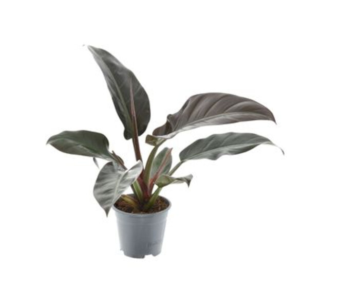 PHILODENDRON IMPERIAL RED
