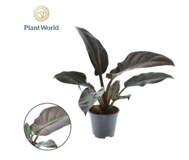PHILODENDRON IMPERIAL RED