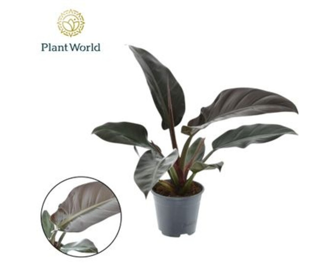 PHILODENDRON IMPERIAL RED