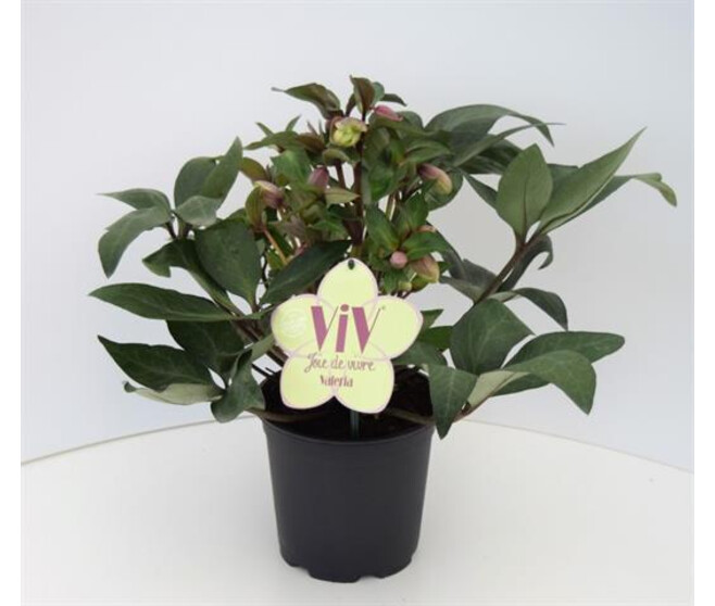 HELLEBORE VALERIA