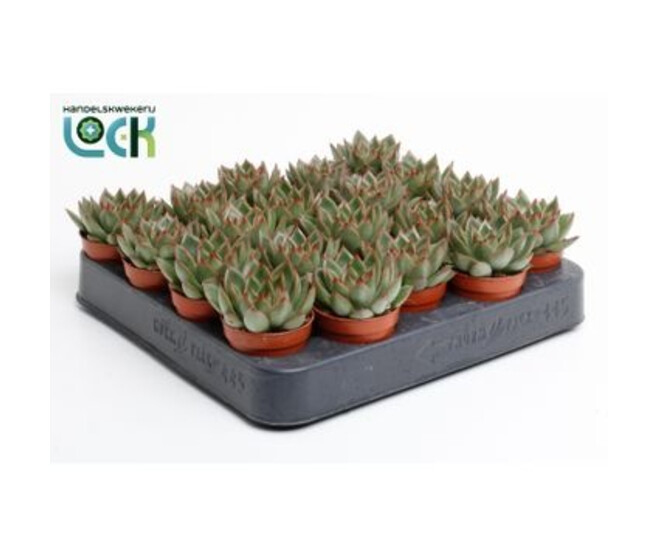 ECHEVERIA AGAVOIDES