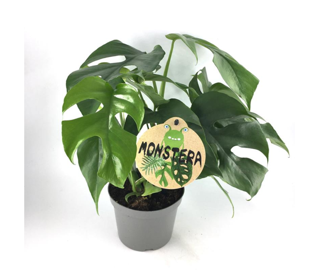 PHILODENDRON MONSTERA