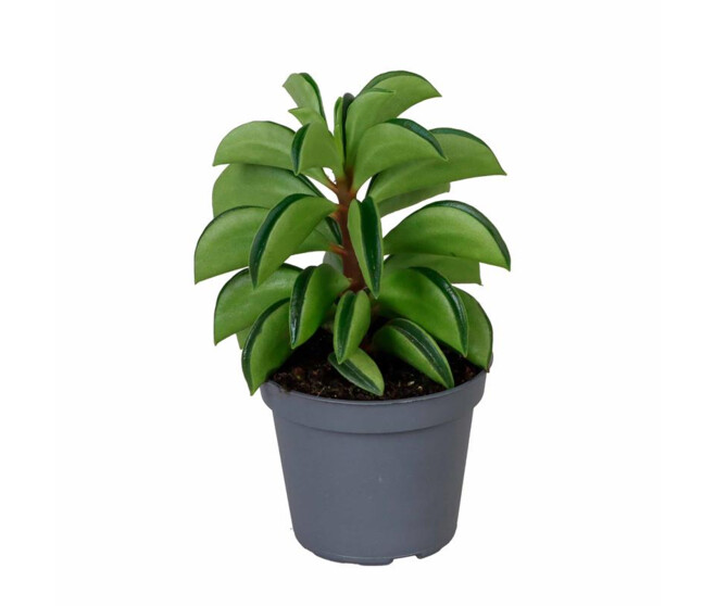 PEPEROMIA FERREYRAE