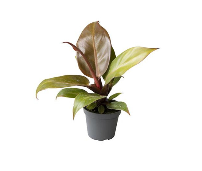 PHILODENDRON
