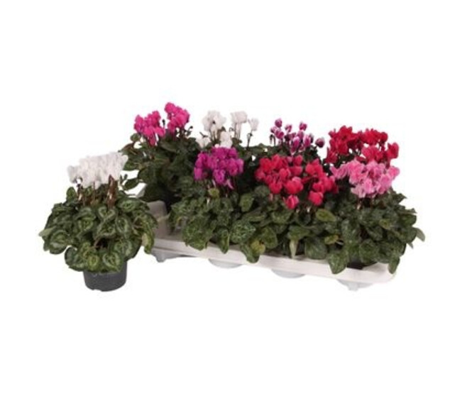 CYCLAMEN CARINO