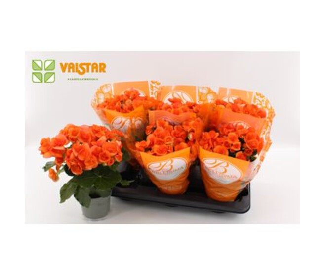 BEGONIA BATIK ORANGE