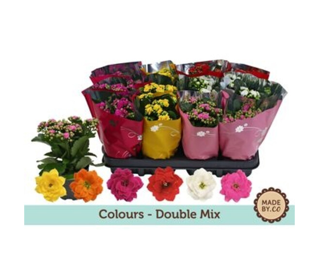 KALANCHOE FL DBLE HOUSSE TON  SUR TON