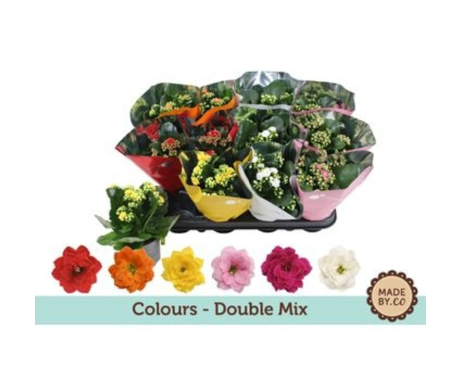 KALANCHOE FL DBLE HOUSSE TON  SUR TON