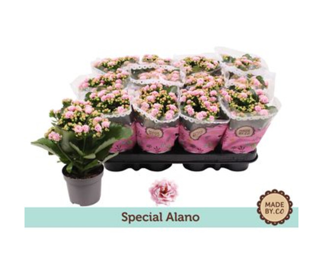 KALANCHOE FL DBLE ROSE BLANC BICOLORE