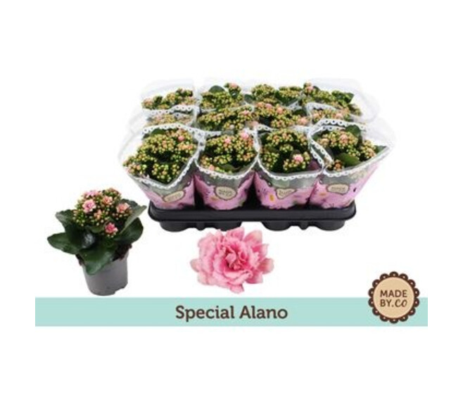 KALANCHOE FL DBLE ROSE BLANC BICOLORE