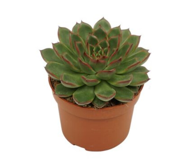 ECHEVERIA